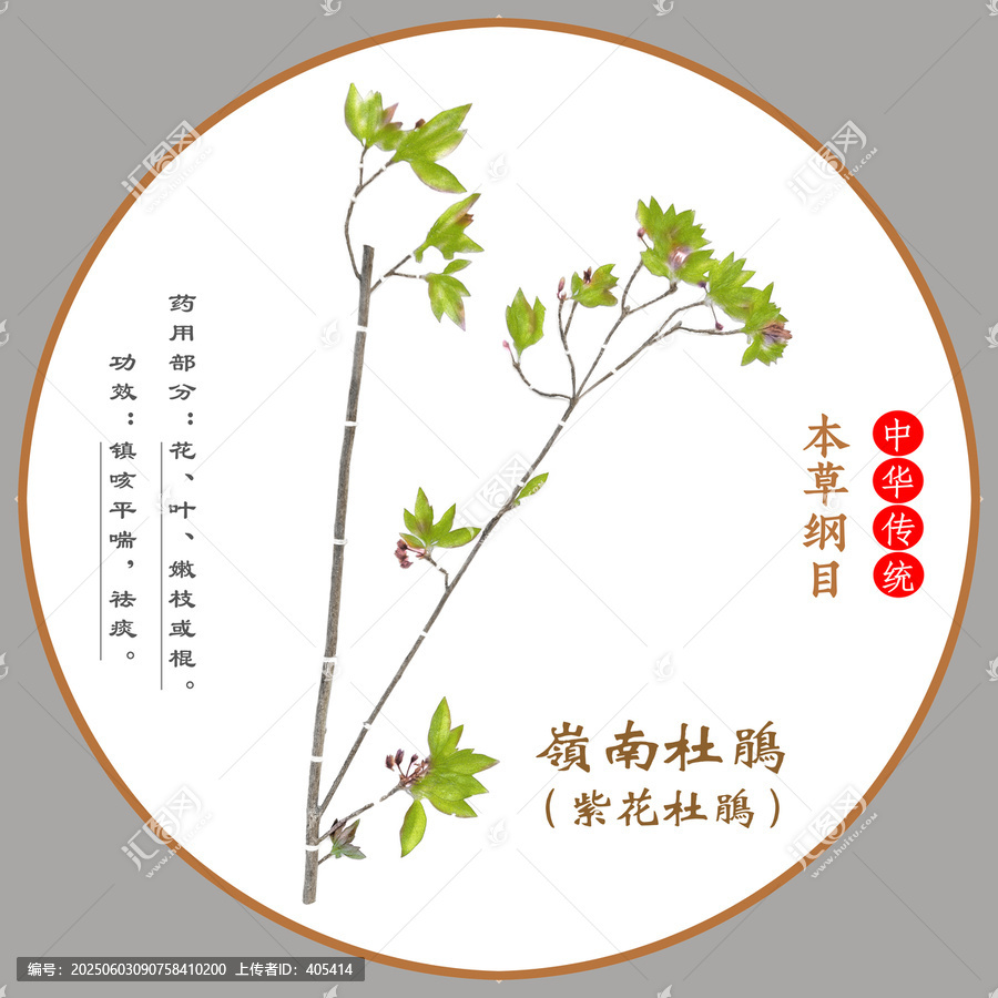 中草藥嶺南杜鵑植物標本本草綱目圖譜圖示