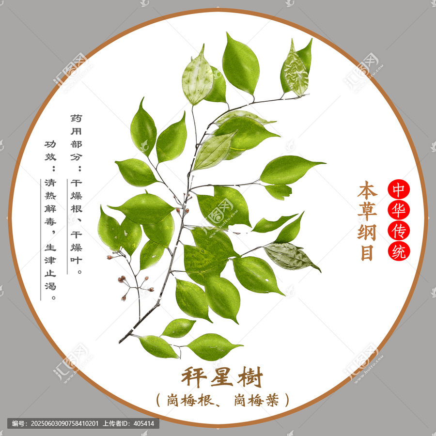 中草藥秤星樹植物標本本草綱目圖譜圖示
