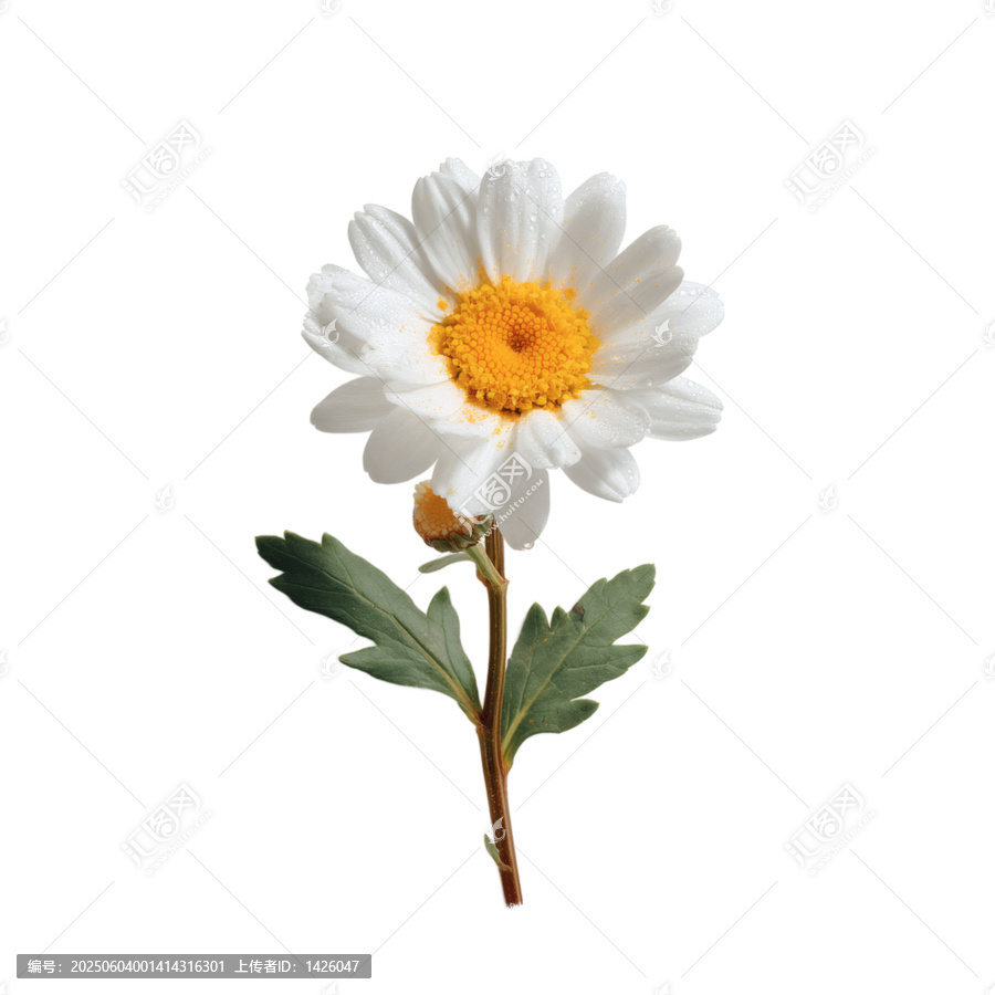 [免摳素材]白色雛菊花高清特寫