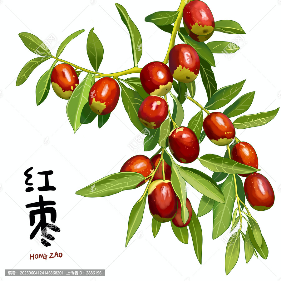 手繪紅棗樹(shù)一串紅棗插畫(huà)紅棗棗子