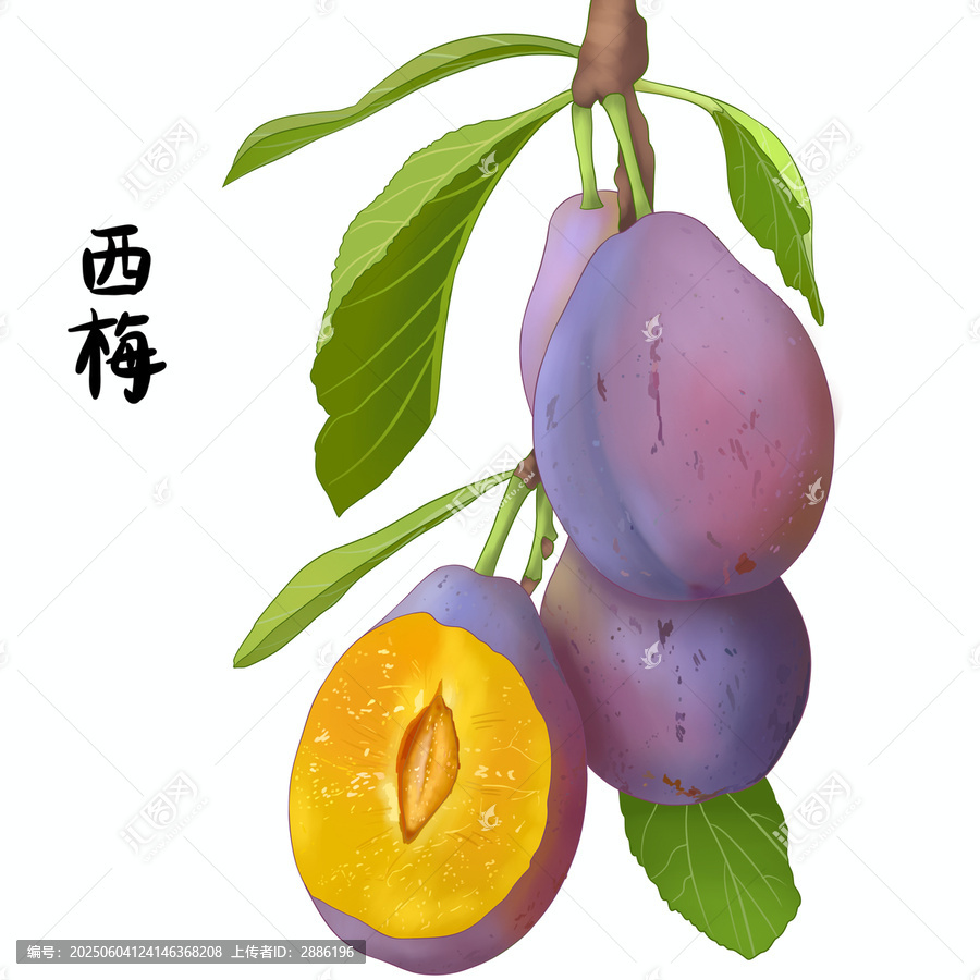 西梅樹采摘新疆法蘭西梅水果包裝手繪插畫