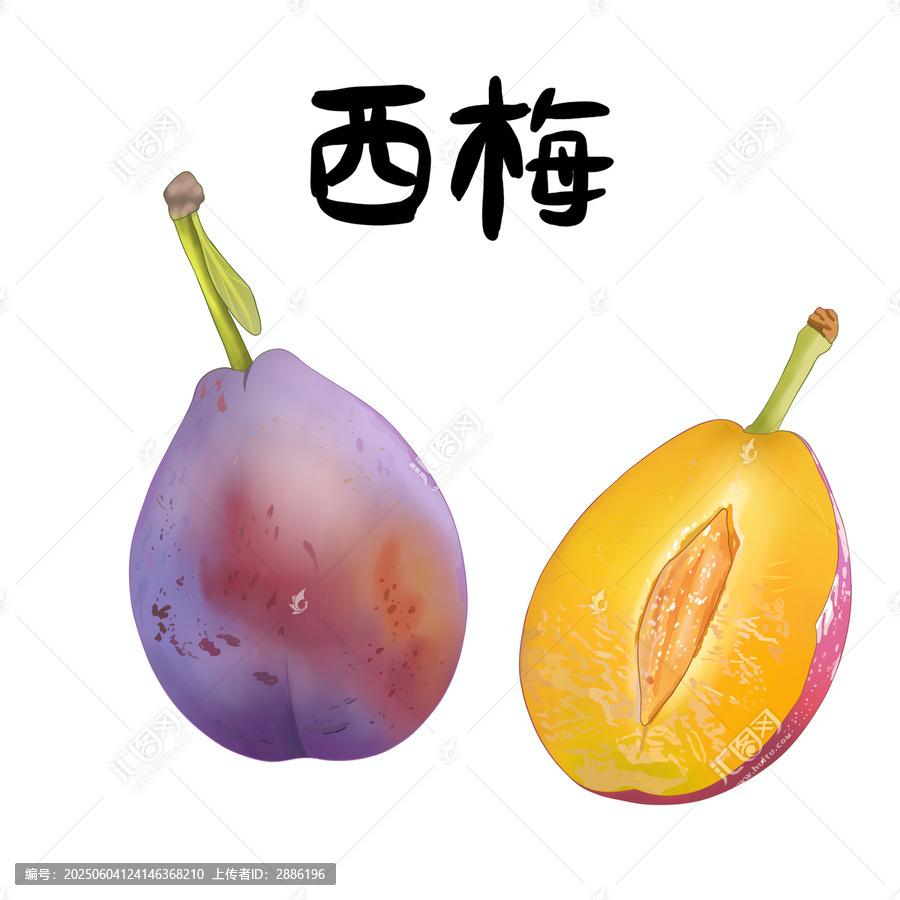 新疆法蘭西梅水果包裝手繪插畫切開的西梅