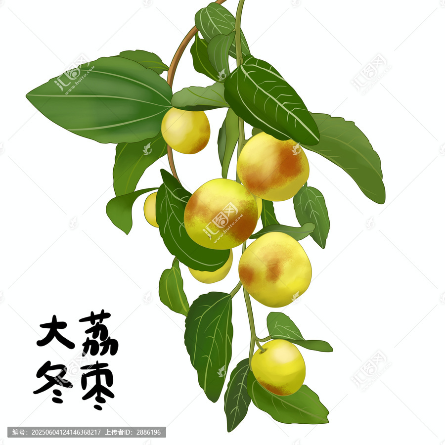 大荔脆冬棗冬棗包裝采摘插畫手繪