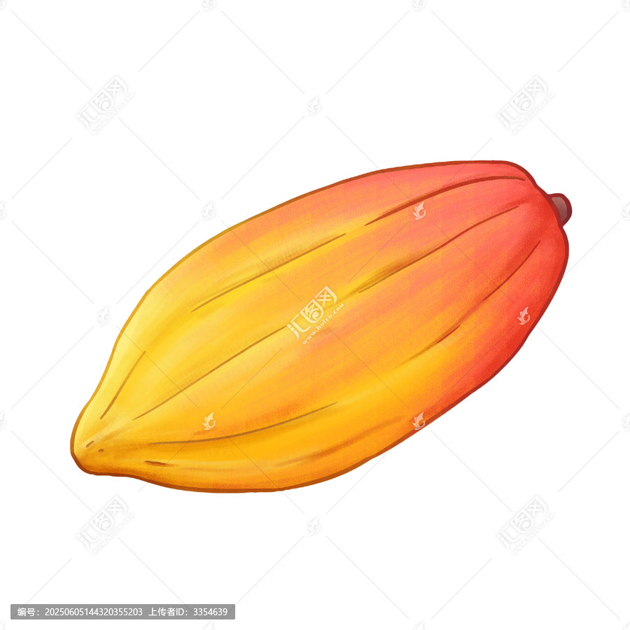 手繪彩色可可果插畫