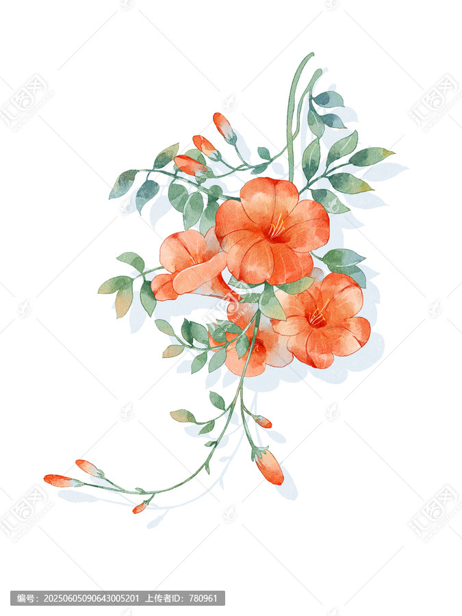 凌霄花