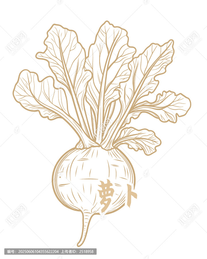 手繪線條風(fēng)蘿卜插畫