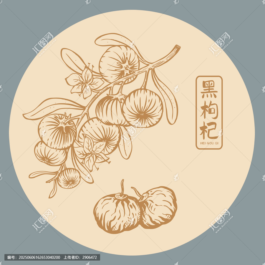 黑枸杞插畫手繪