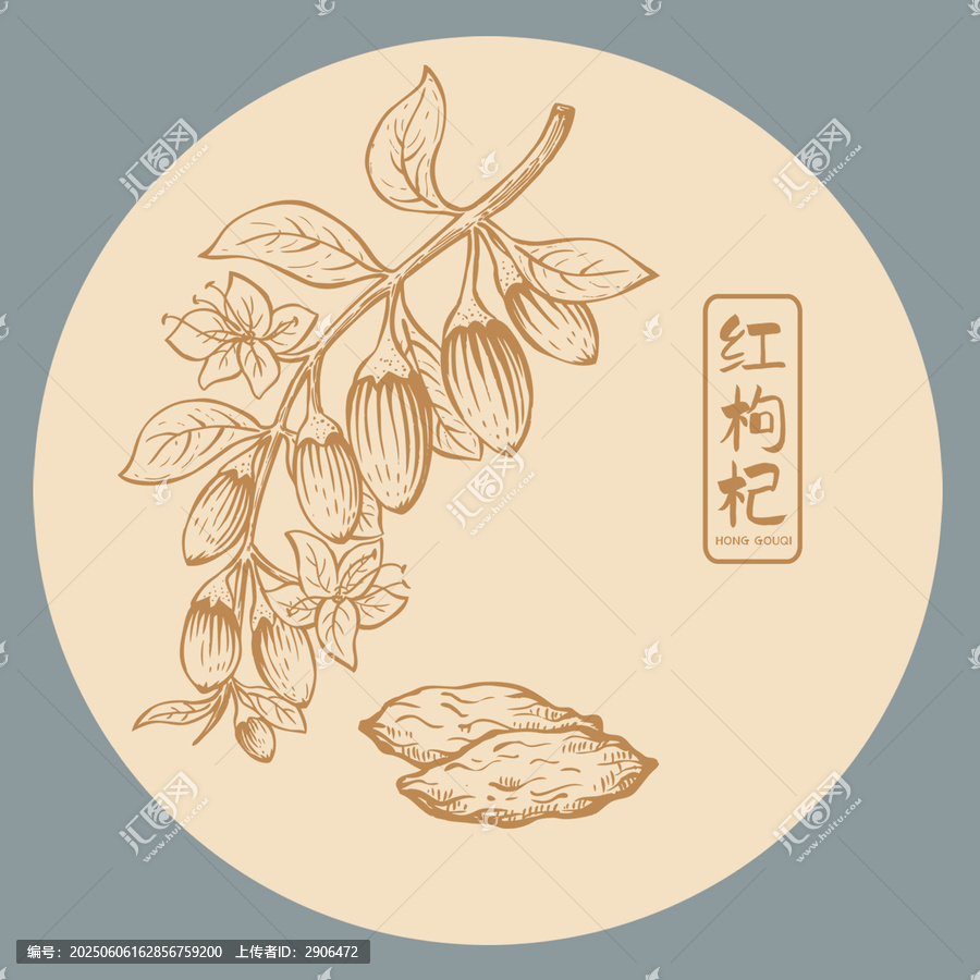 枸杞插畫手繪