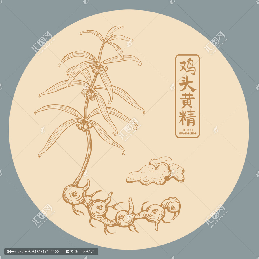 雞頭黃精插畫(huà)手繪