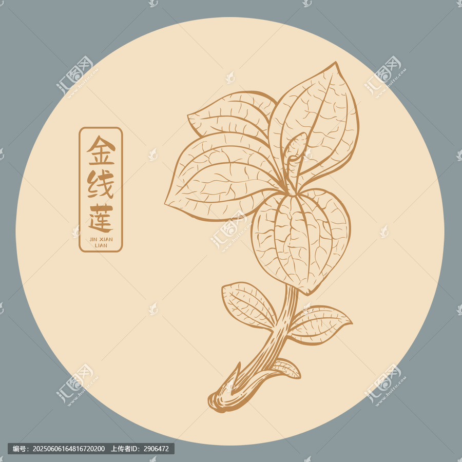 金線蓮插畫手繪