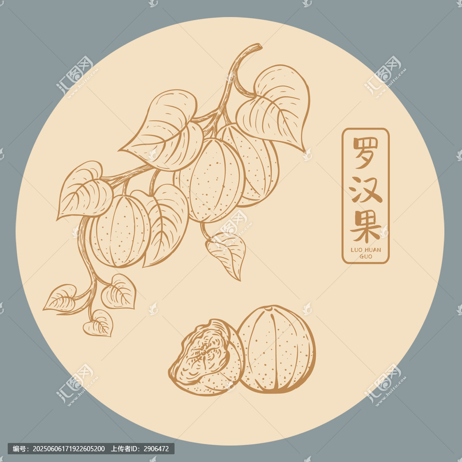 羅漢果插畫(huà)手繪
