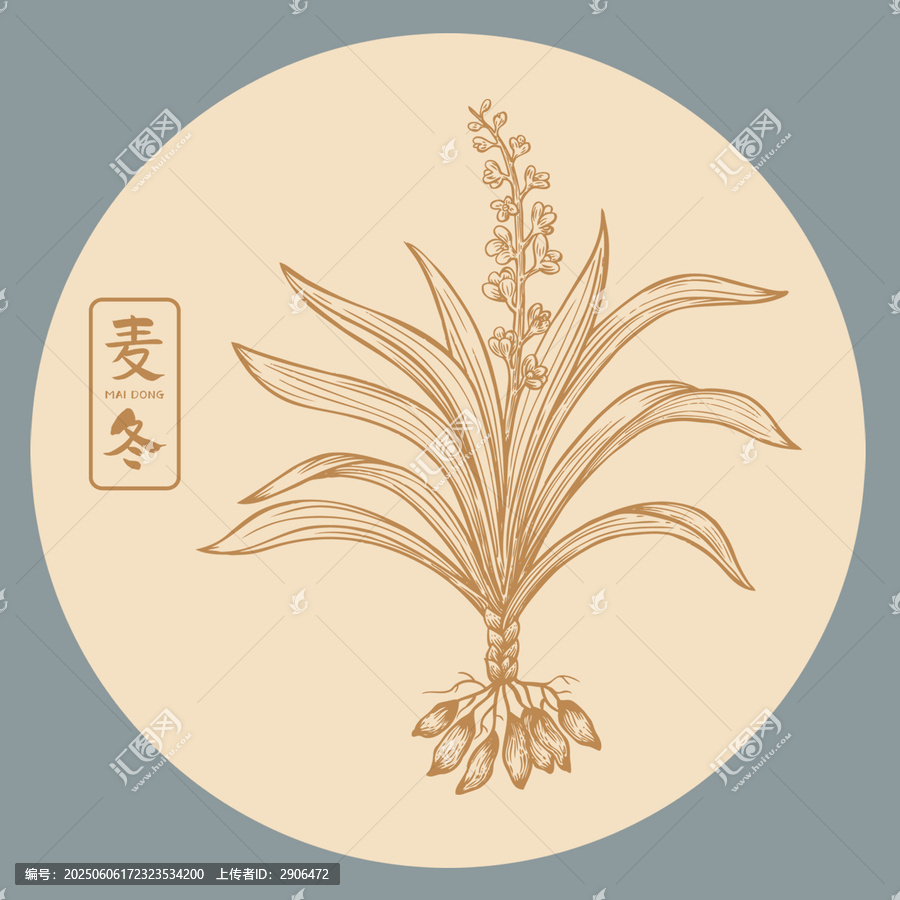 麥冬插畫手繪