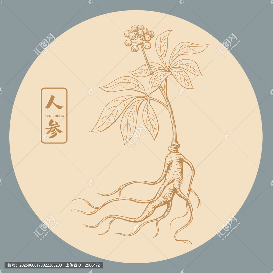 人參插畫手繪