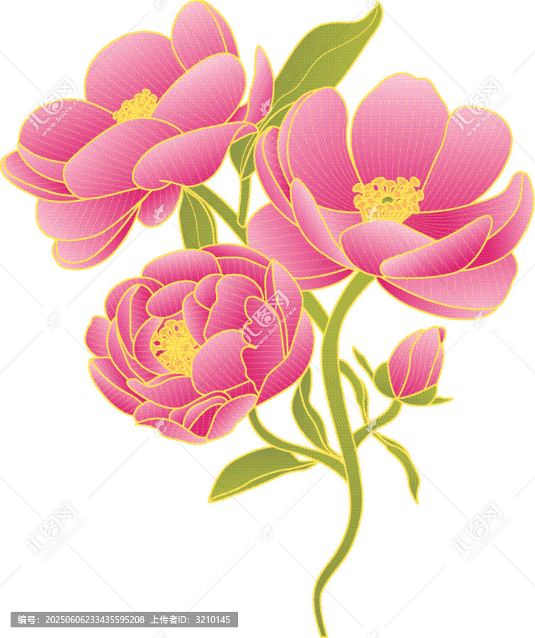 芍藥矢量插畫