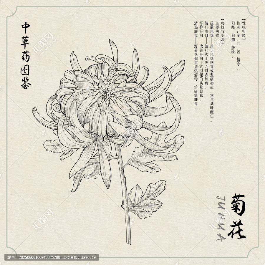 菊花草藥插畫圖鑒黑白
