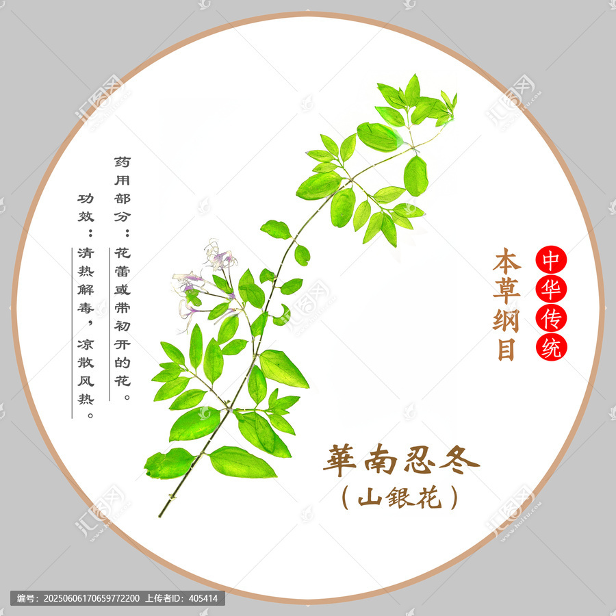 中草藥華南忍冬植物標(biāo)本本草綱目圖譜圖示