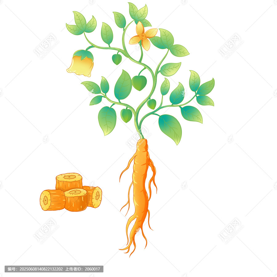 黨參手繪中草藥插畫(huà)