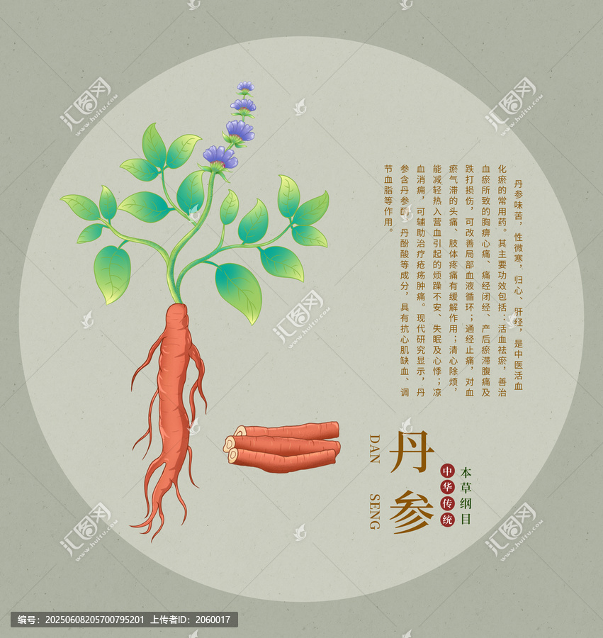 傳統(tǒng)中藥材丹參插畫
