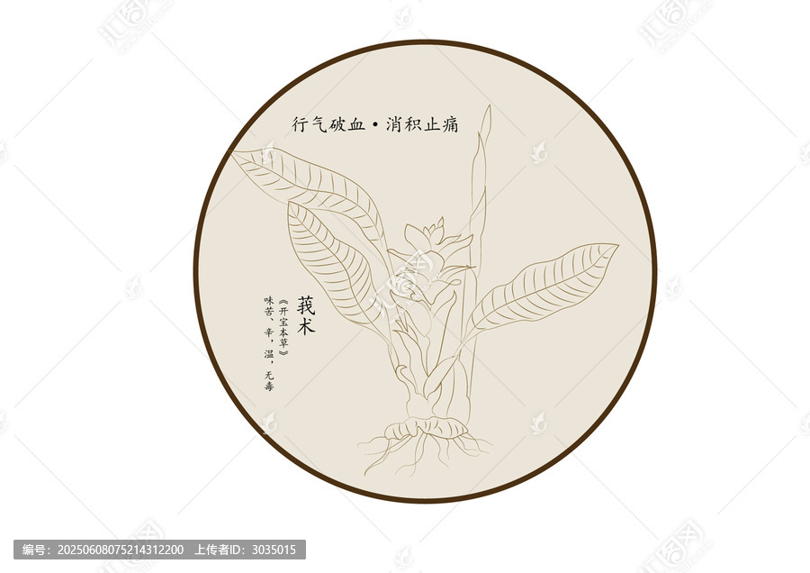 莪術(shù)手繪