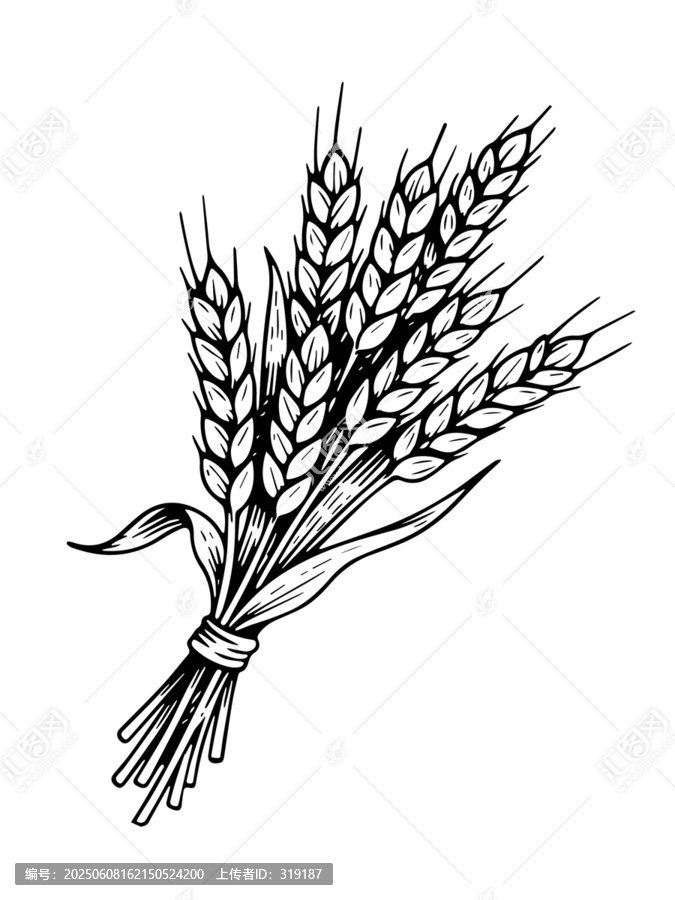 一束麥子黑白矢量圖