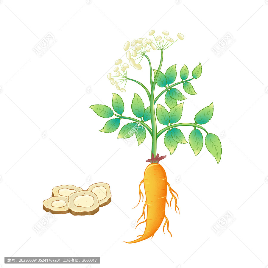 中藥材白芷插畫素材