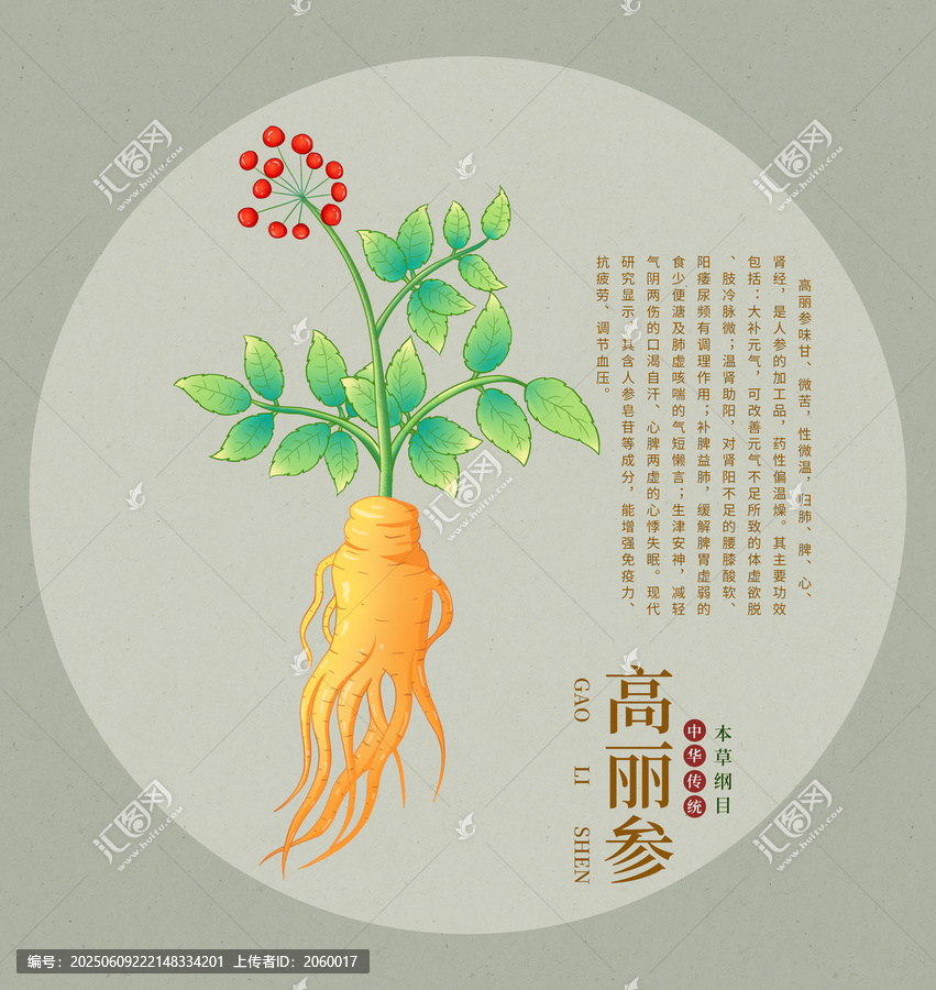 手繪高麗參植物插畫(huà)圖