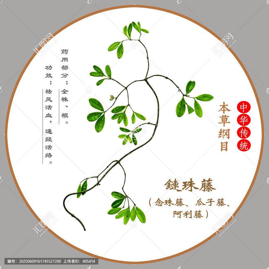 中草藥鏈珠藤植物標(biāo)本本草綱目圖譜圖示
