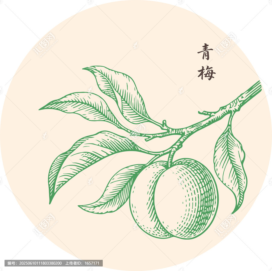 手繪青梅果實枝葉清新插畫