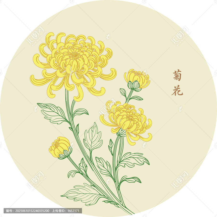 菊花手繪線描矢量分層插畫