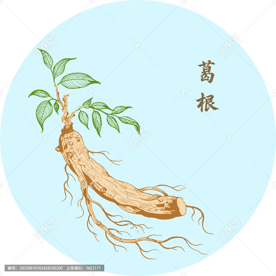 手繪中藥材葛根插畫矢量分層素材