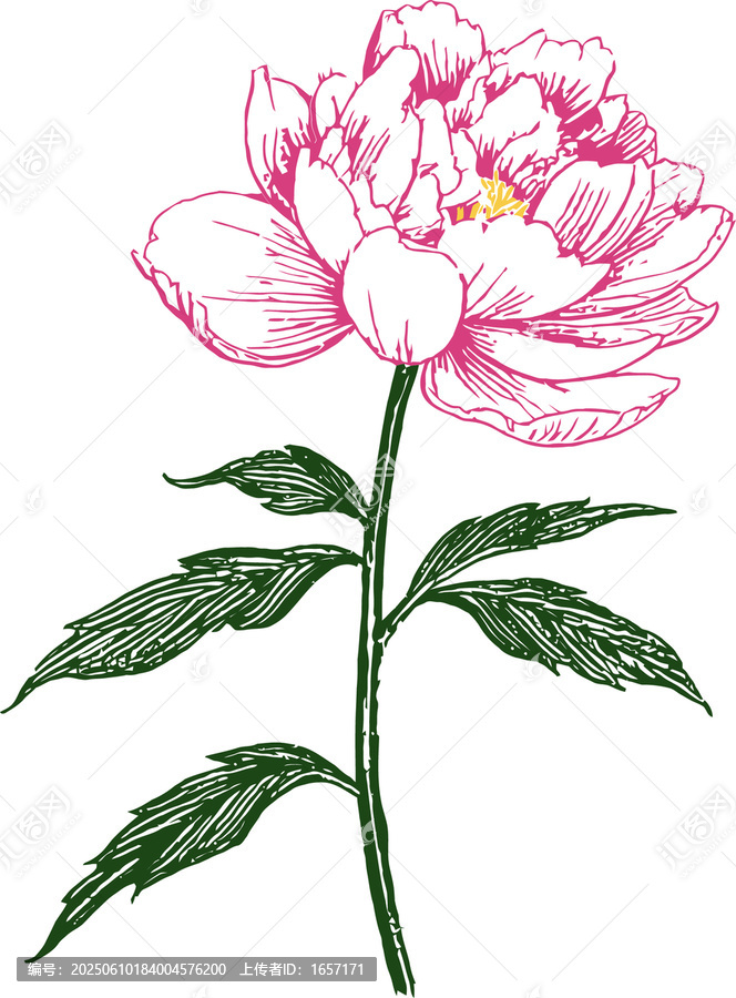 手繪牡丹花線描線稿插畫