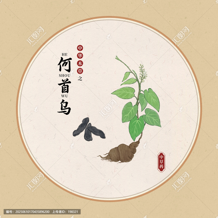 何首烏插圖