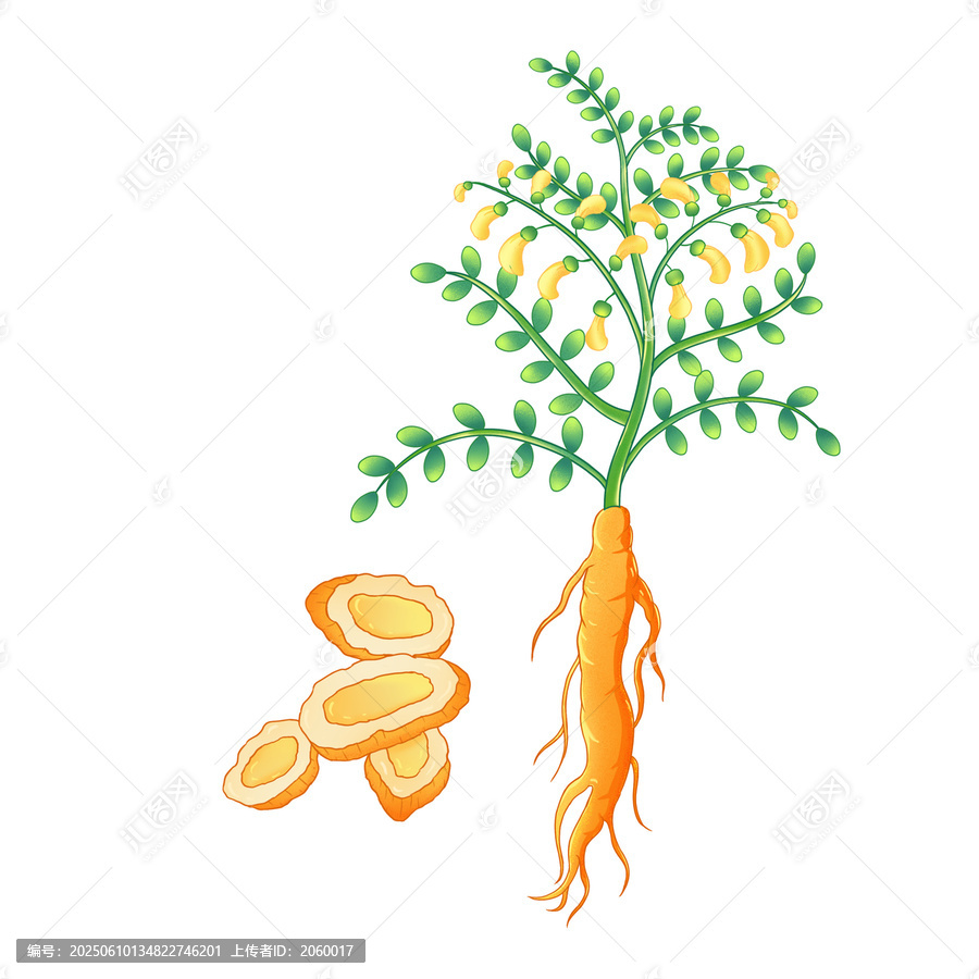 黃芪手繪插畫中草藥元素