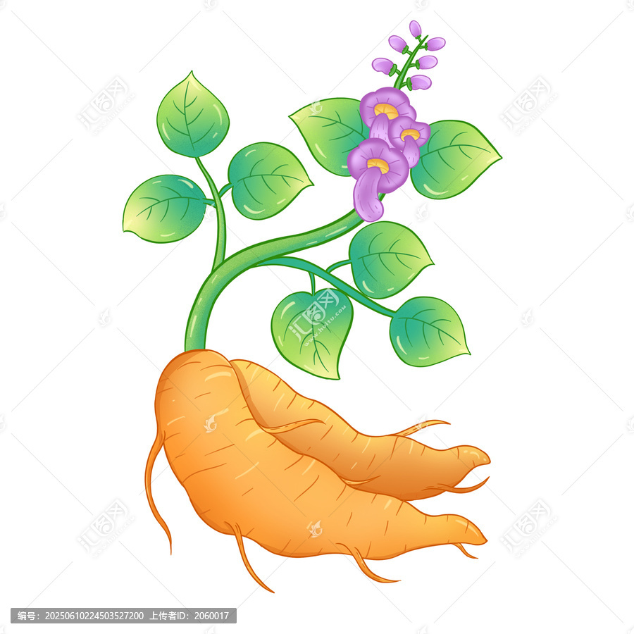 葛根手繪插畫包裝元素葛根粉包裝