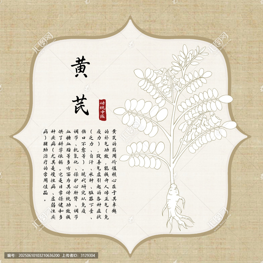 黃芪線稿