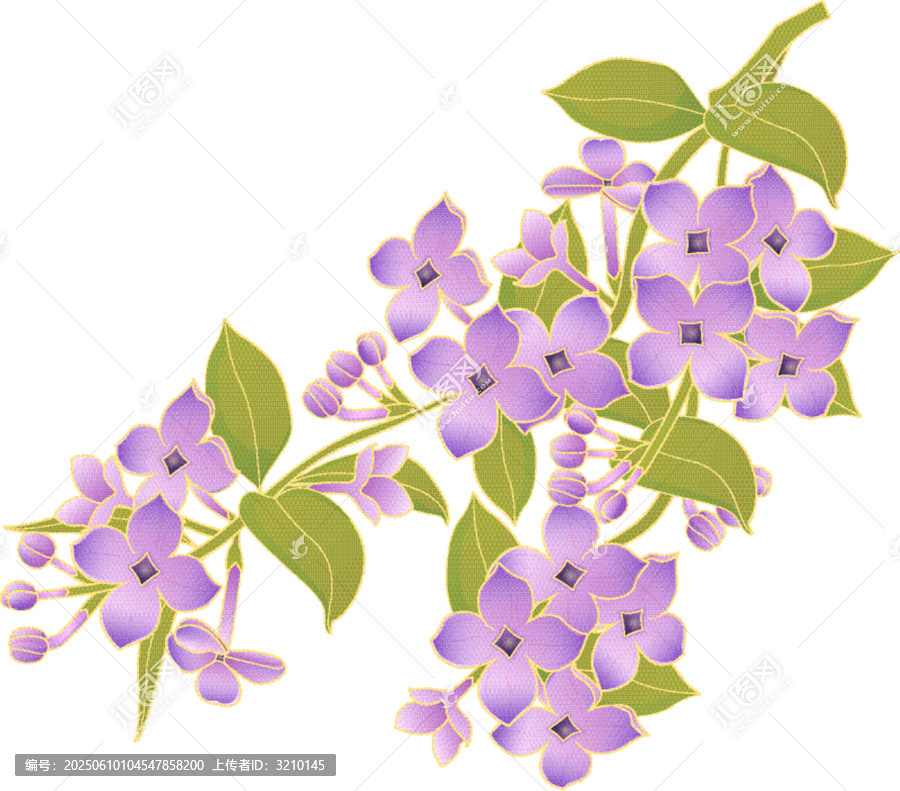 紫色丁香花枝插畫素材