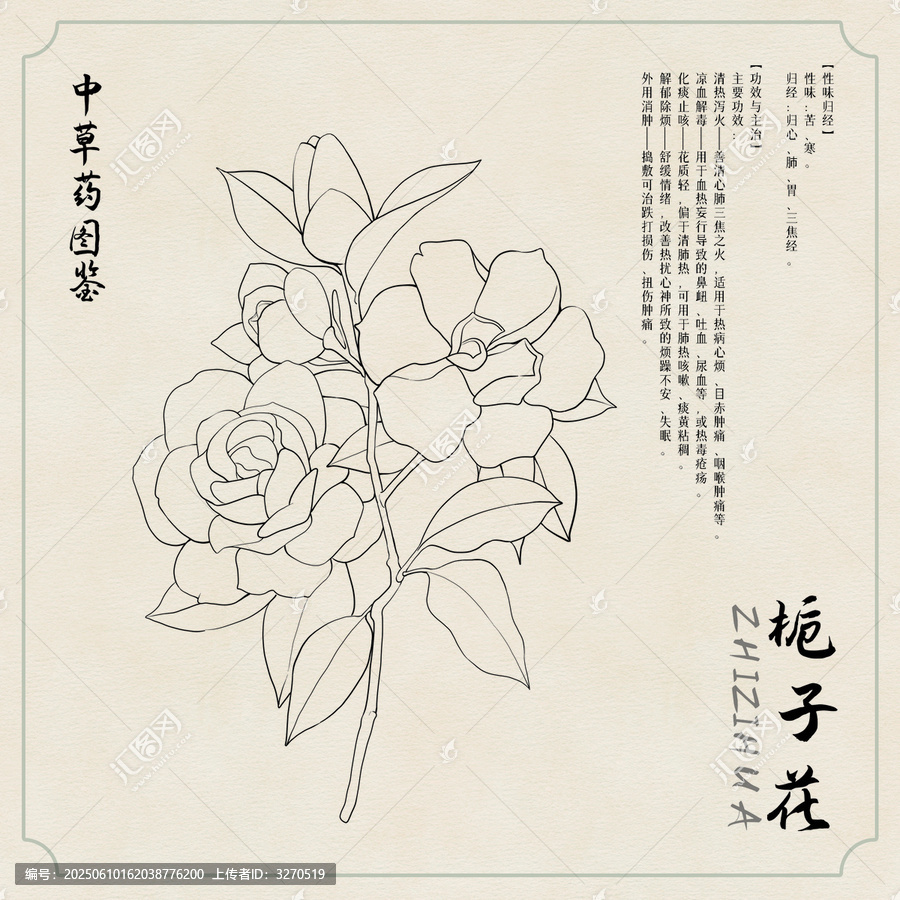 梔子花草藥插畫圖鑒黑白