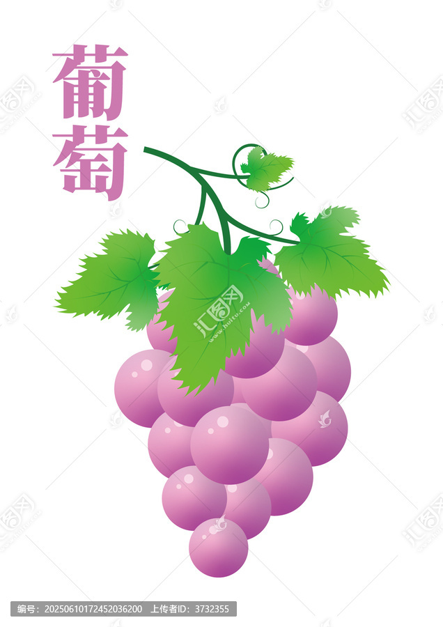 紫色葡萄一串水果手繪插畫