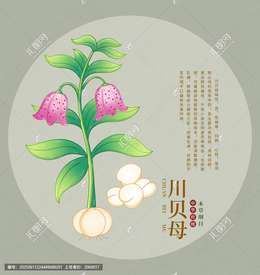 中藥材川貝母插畫展示