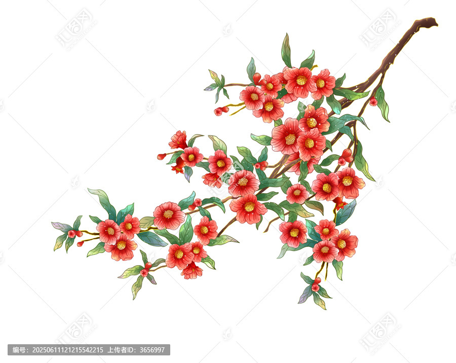 石榴花