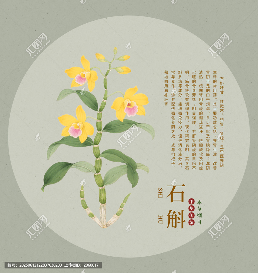 手繪石斛中草藥插畫