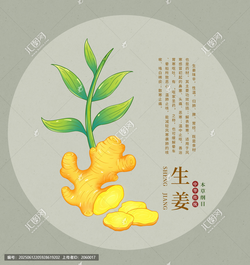 手繪生姜植物插畫