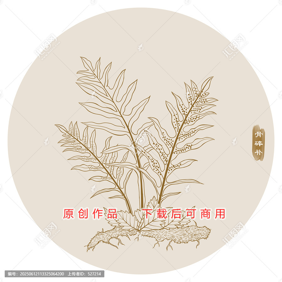 線描骨碎補(bǔ)