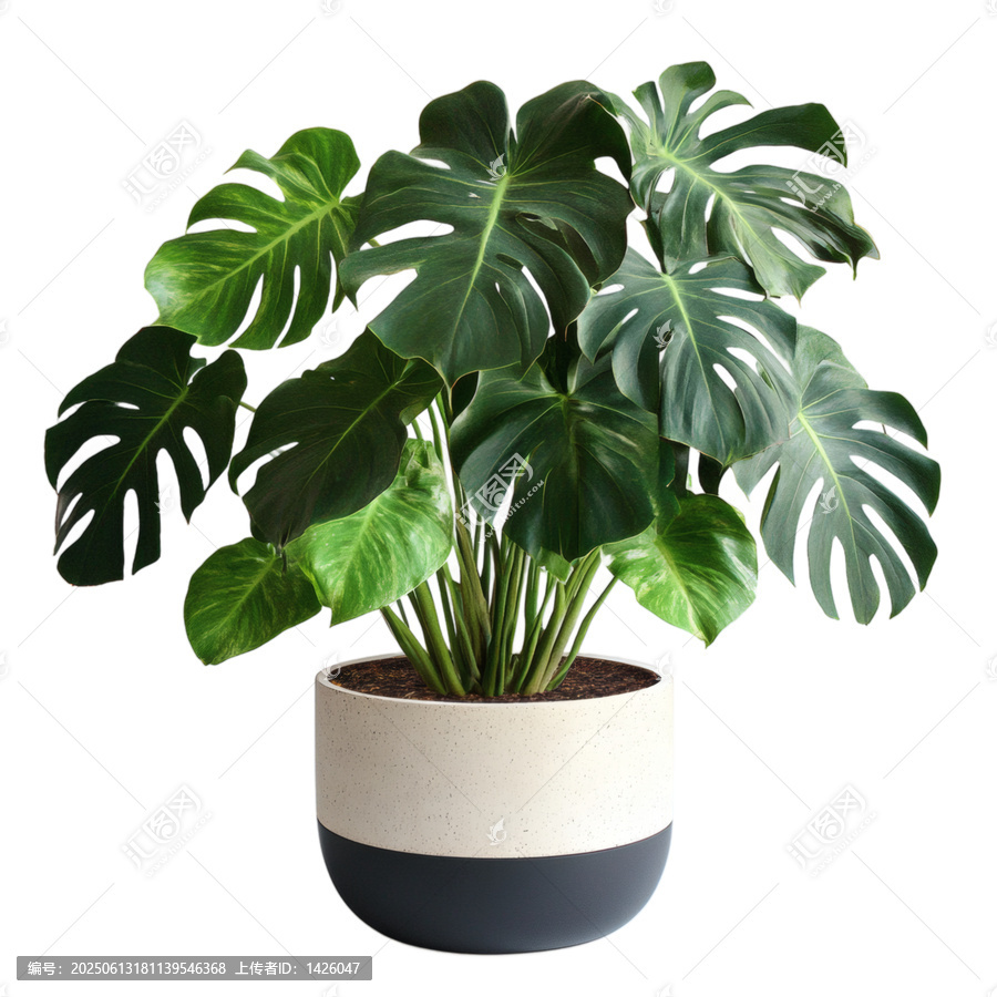 [免摳素材]現(xiàn)代花盆中的波葉綠植