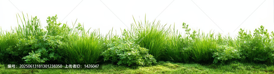清新綠草和植物邊框