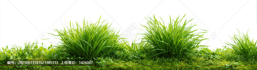 清新綠草背景圖