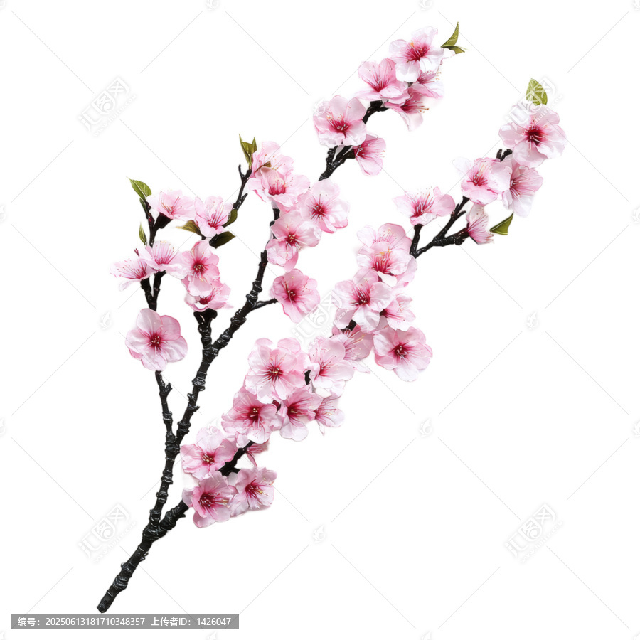 [免摳素材]美麗的粉紅色櫻花樹枝