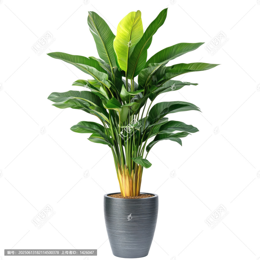 [免摳素材]現(xiàn)代花盆中的優(yōu)雅室內(nèi)植物