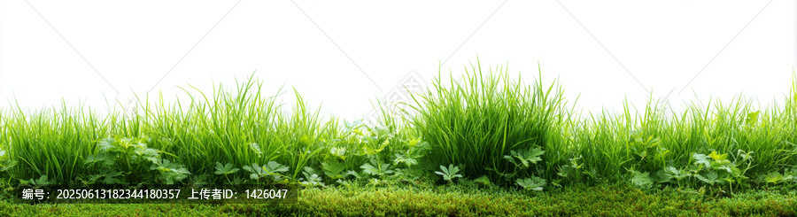 清新綠草背景圖