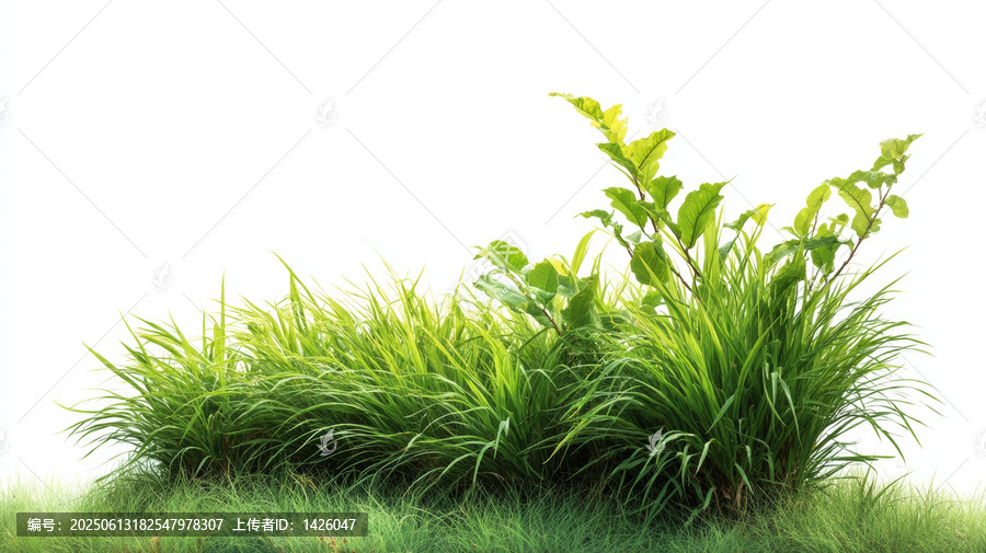 清新綠草和植物的純白背景圖片